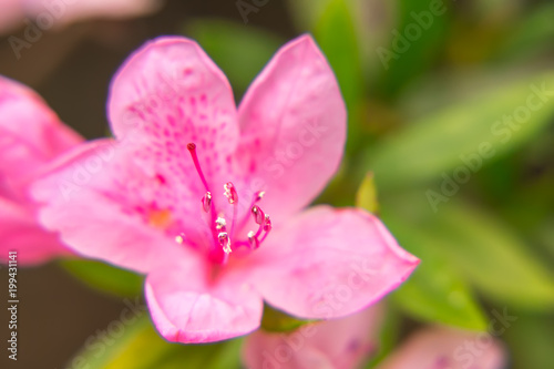 Detail of pistil and stamina of pink azalea bloom on a green background photo