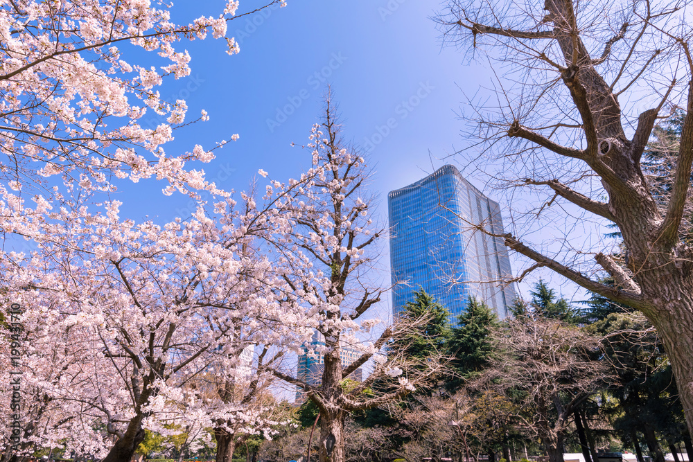 桜咲く日比谷公園と日比谷のビル街 Stock Photo Adobe Stock
