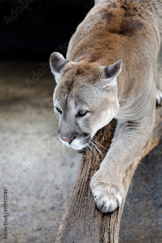 Cougar on a tree branch