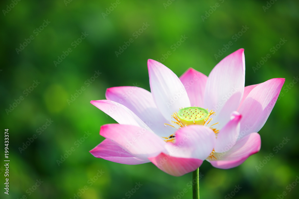 pink lotus flower blossom blooming in pond with green background. pink lotus flower blossom blooming in pond with green background.
