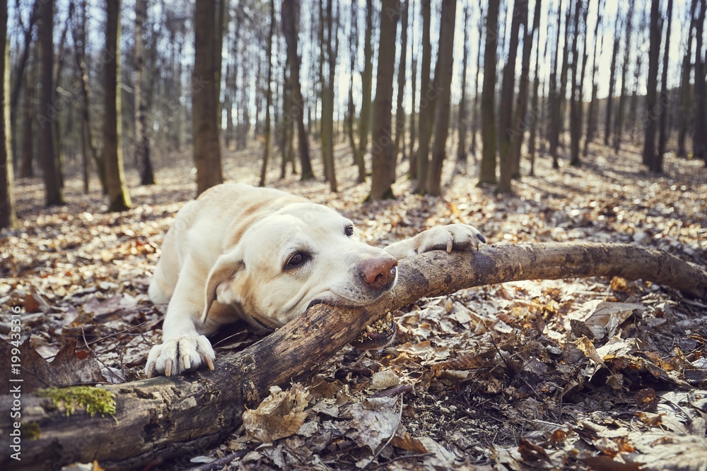 Playful dog in forest