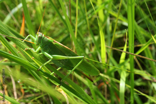 grande sauterelle verte sur des herbes