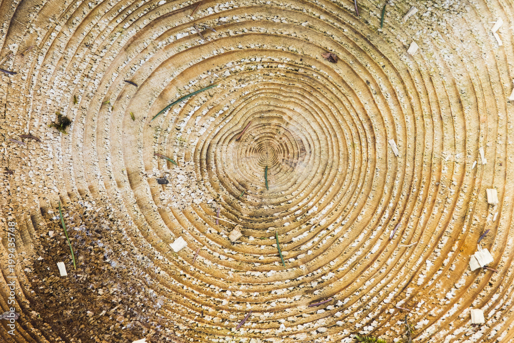 Naklejka premium Wood texture with tree rings.