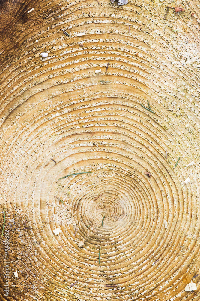Fototapeta premium Wood texture with tree rings.