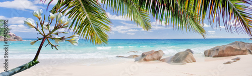 frangipanier et cocotiers sur plage des Seychelles 