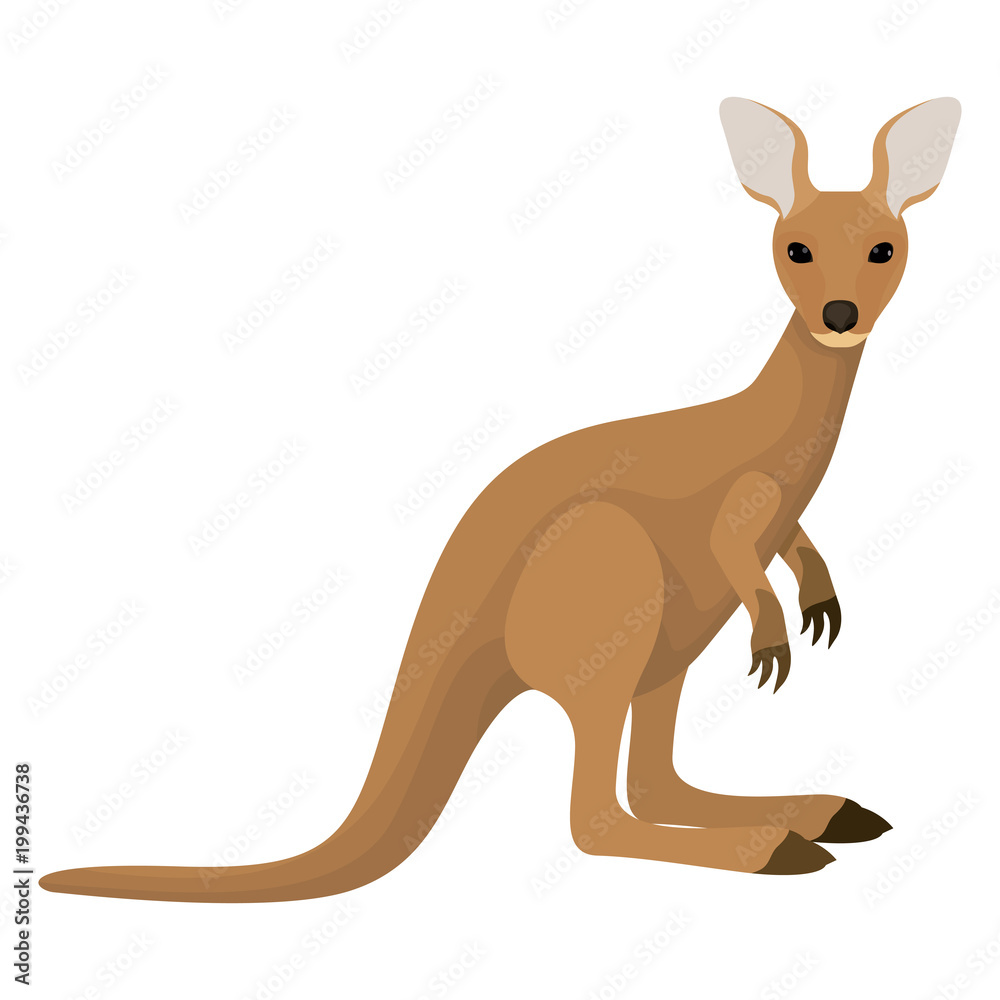 wild kangaroo australian creature wild kangaroo australian creature