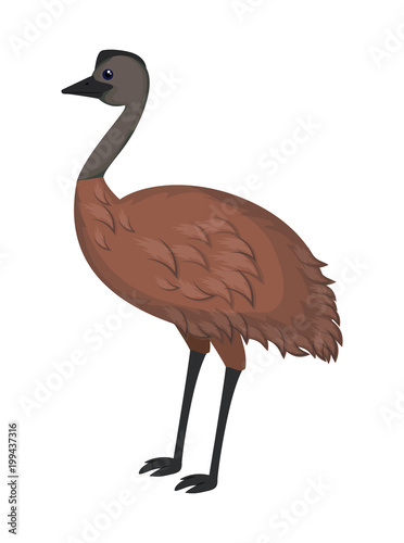 wild emu australian bird