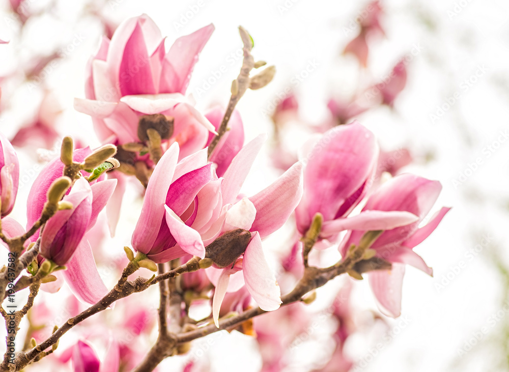 purple and white chinese magnolia tree flowers blooming in spring on blue sky background