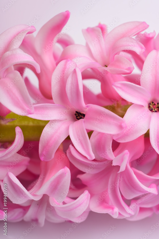 Fresh hyacinth flower Fresh hyacinth flower