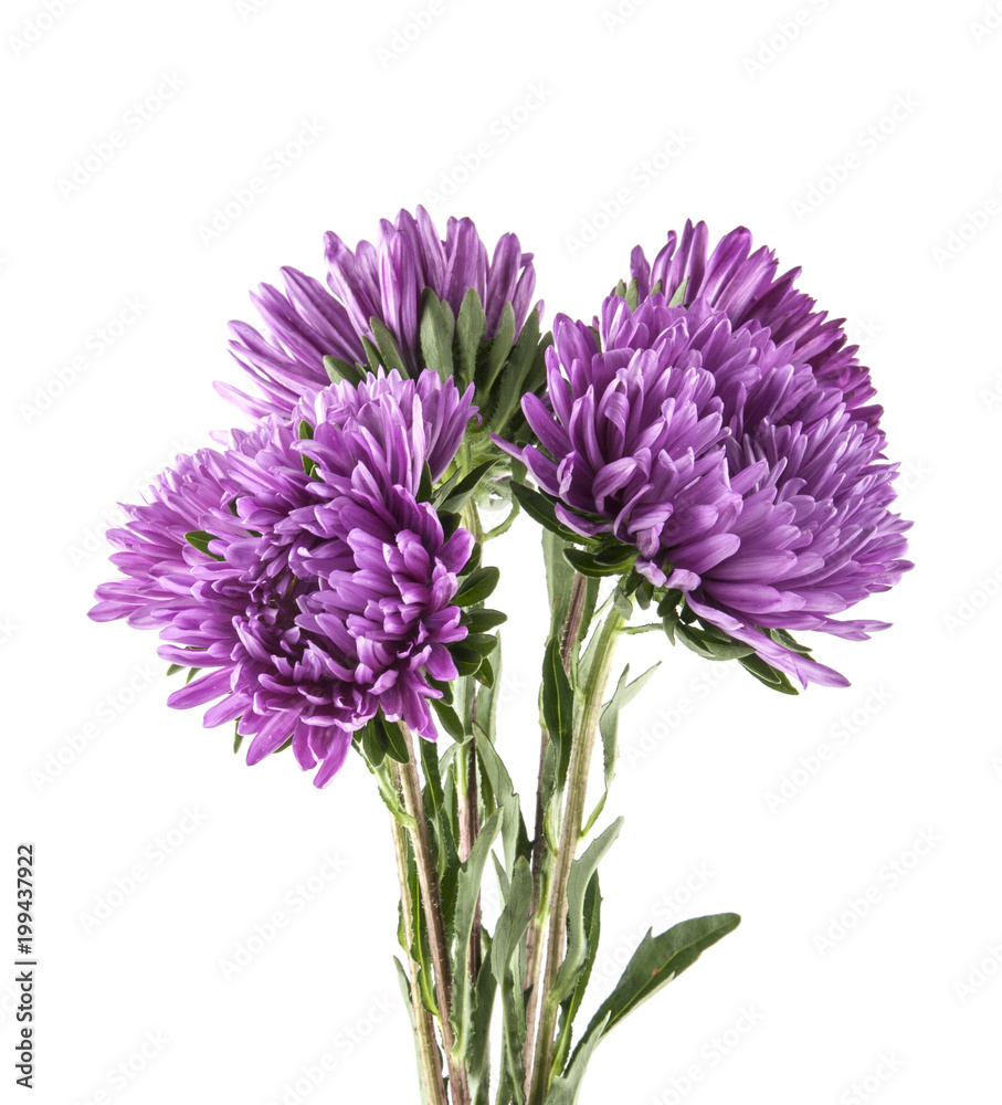 Fototapeta premium purple aster isolated on white background