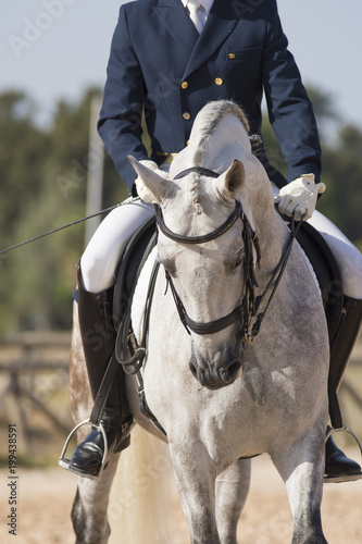 Un caballo español en una competicion de doma clasica