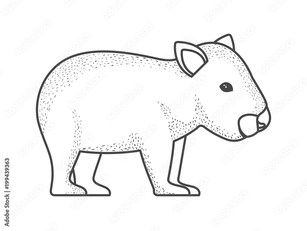 wild wombat australian creature