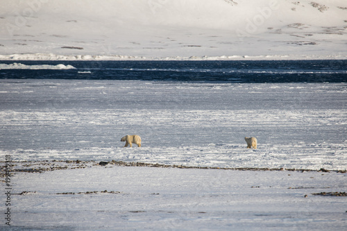 Niedźwiedź polarny - król Arktyki