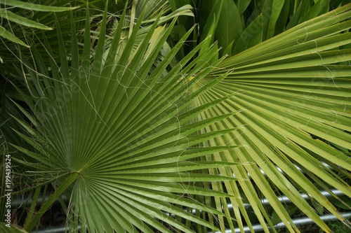 leaves of a palm tree green background