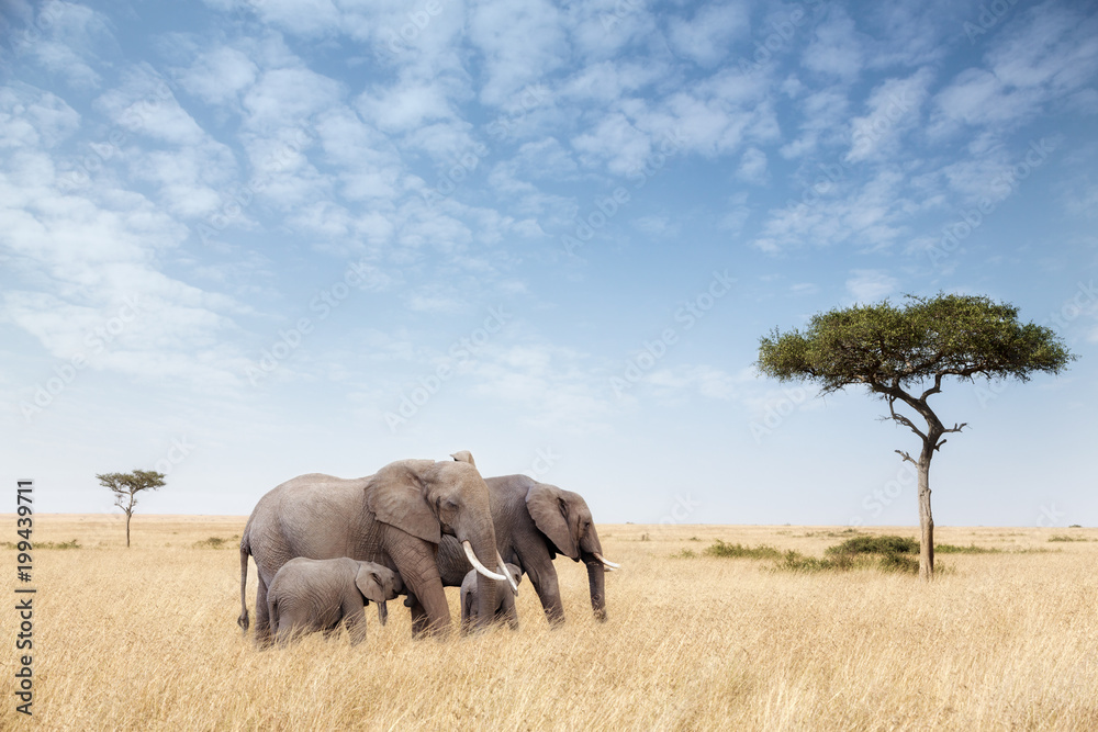 Obraz premium Grupa słoni w Masai Mara
