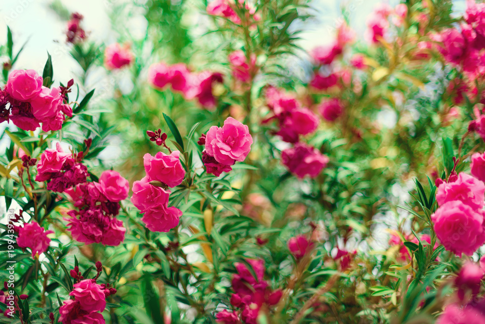 Blossom spring, exotic summer, sunny day concept. Blooming pink oleander flower or nerium in garden. Wild flowers in Israel. Selective focus. Copy space.