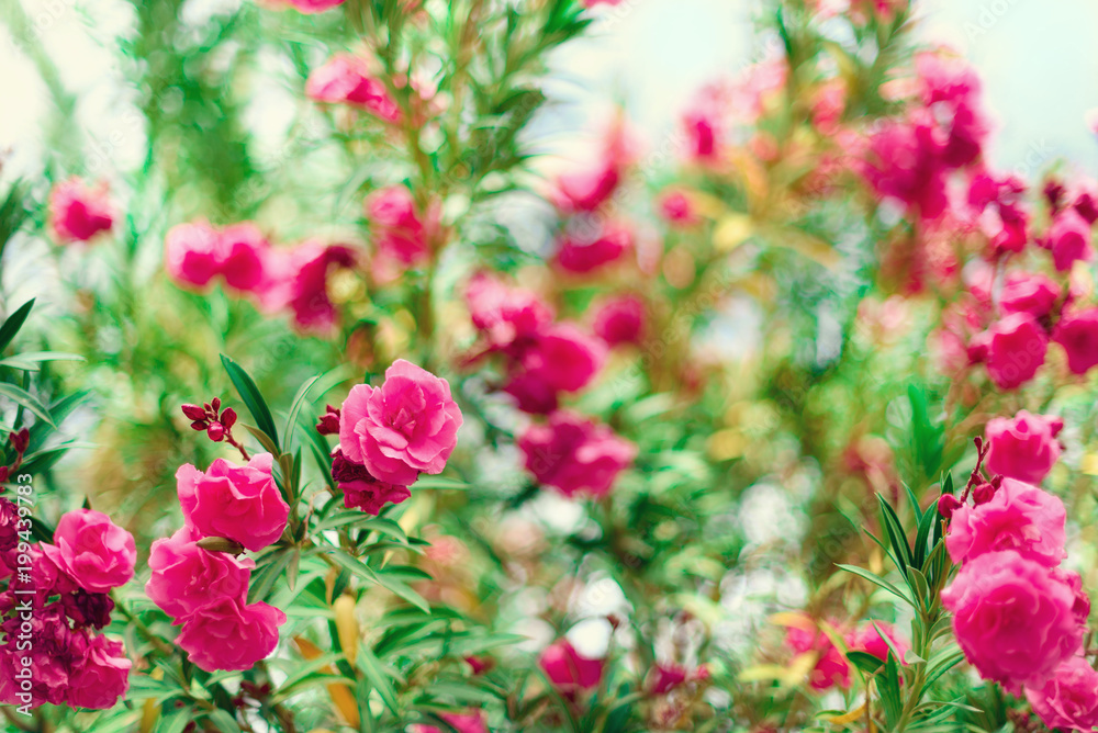 Blossom spring, exotic summer, sunny day concept. Blooming pink oleander flower or nerium in garden. Wild flowers in Israel. Selective focus. Copy space. Blossom spring, exotic summer, sunny day concept. Blooming pink oleander flower or nerium in garden. Wild flowers in Israel. Selective focus. Copy space.