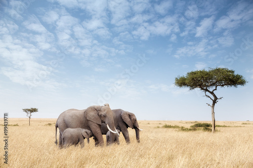 Elephant group in the Masai Mara