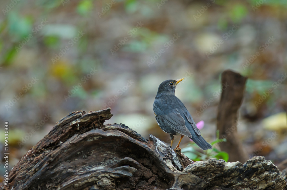 Japanese Thrush (Turdus cardis) bird Japanese Thrush (Turdus cardis) bird