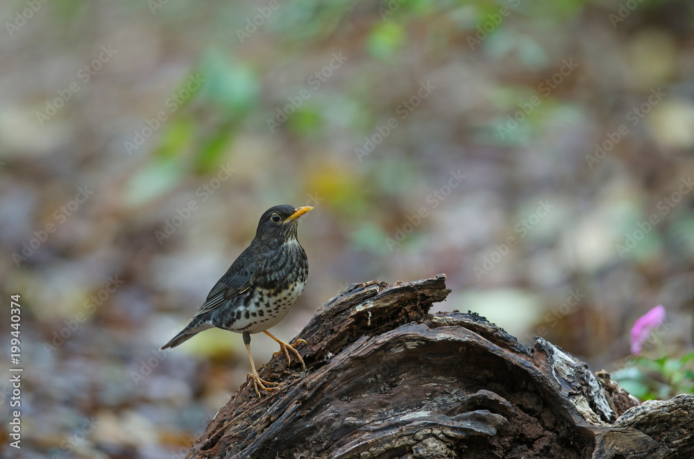 Fototapeta premium Japanese Thrush (Turdus cardis) bird