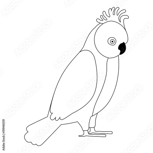 gang gang cockatoo australian bird