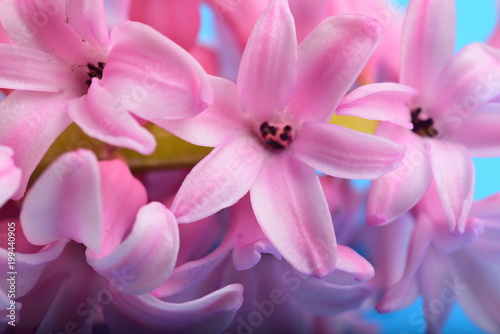 Closeup pink Hyacinth flower © Iaroslava Zubenko
