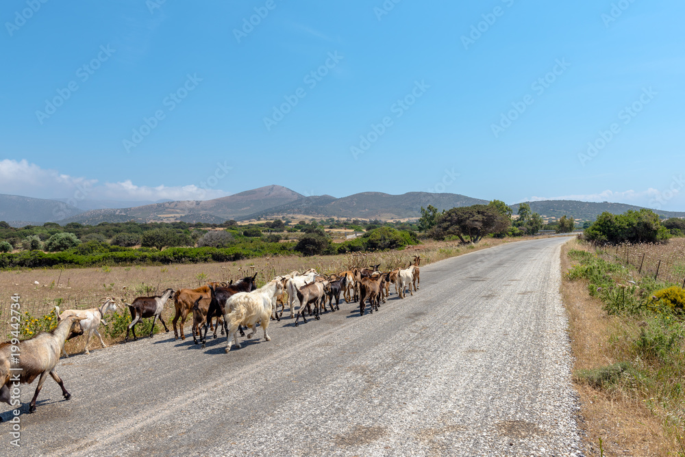 Obraz premium Herd of goats go along the asphalt road. Naxos island, Greece