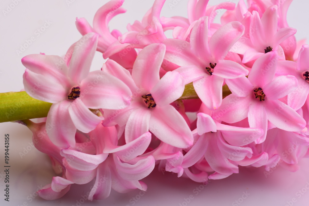Closeup pink Hyacinth flower