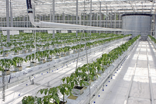 Big white greenhouse with thousands of tomato plants.