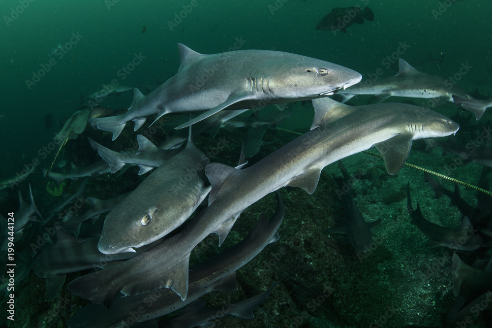 School of Banded Hound Sharks Underwater in Japan