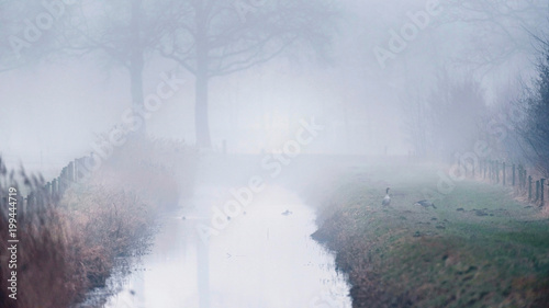 Ditch with reed and winter trees between meadows in fog.