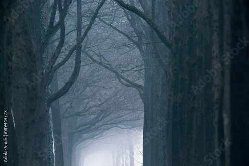 Misty forest lane in the winter.