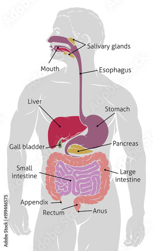 Human Gut Digestive System Gastrointestinal Tract