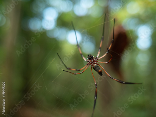 Underside view of a Golden orb-weaver spider on a web in the Seychelles © lanternworks
