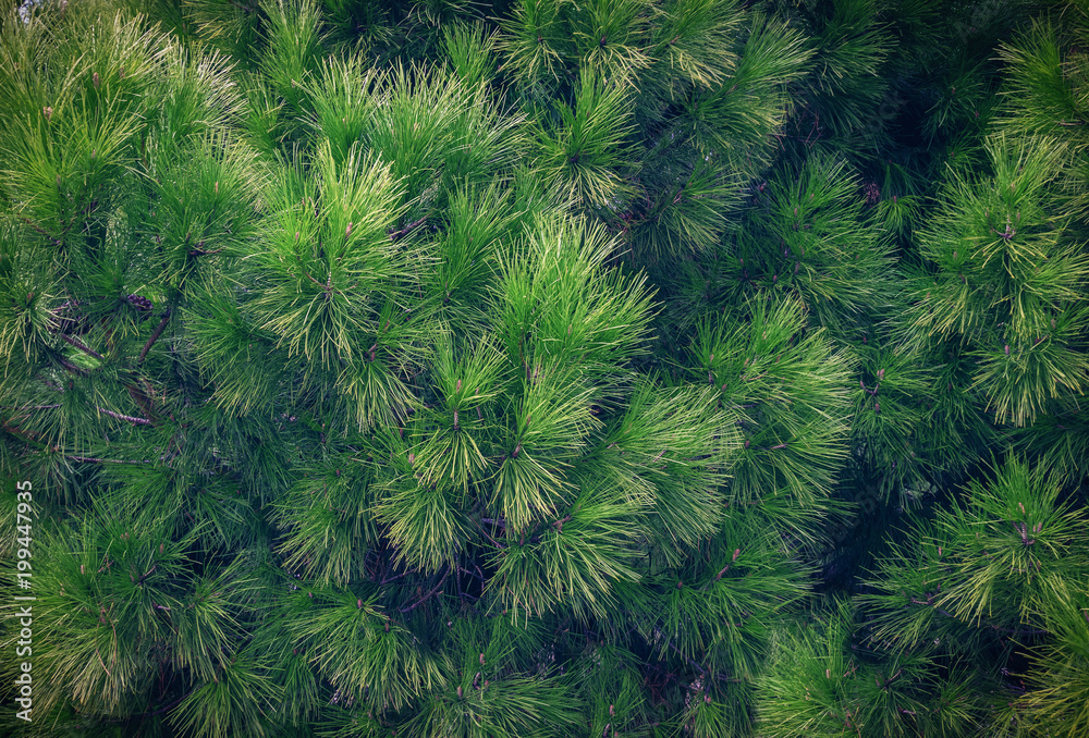 Pine branches, needles texture background Pine branches, needles texture background