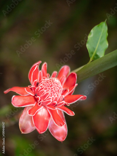 Depth of field shot of a red ginger flower in the Seychelles
