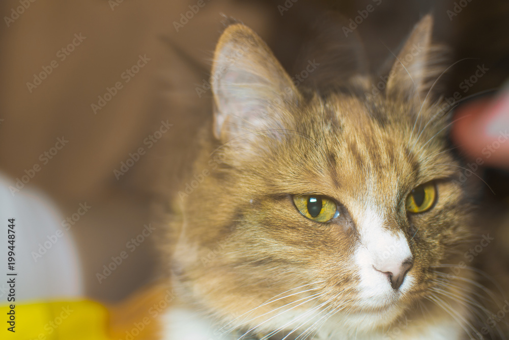 Naklejka premium portrait of a cat