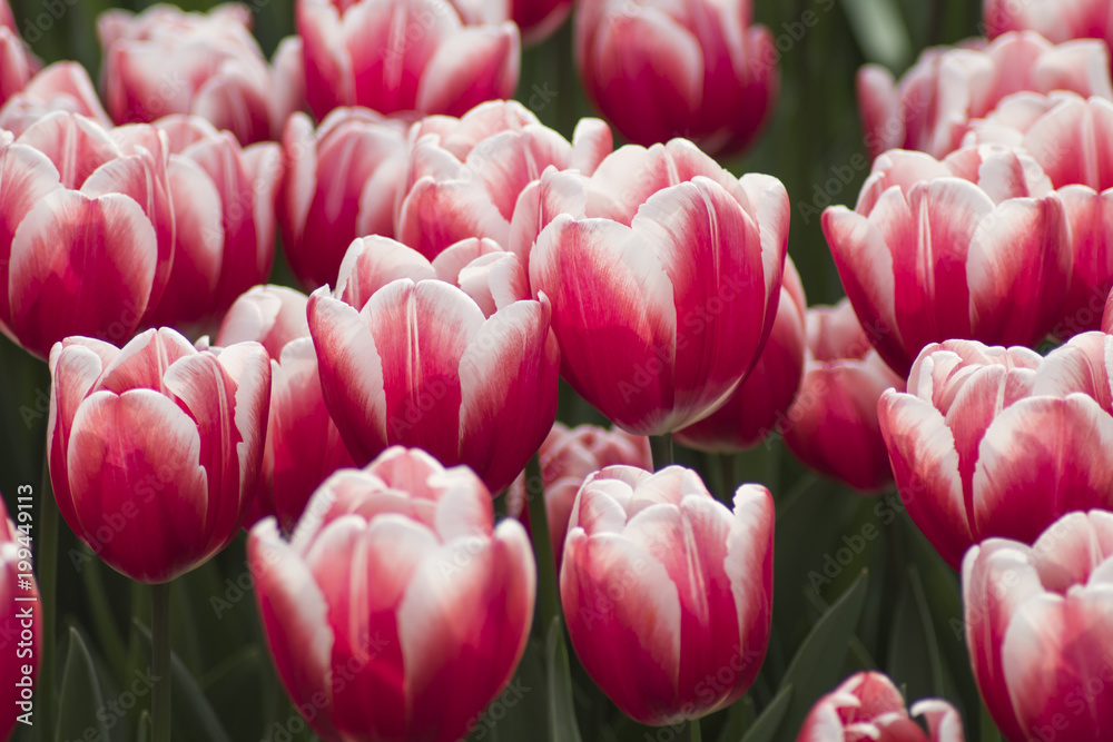 Obraz premium colorfull tulips and other flowers fields. selective focus used.