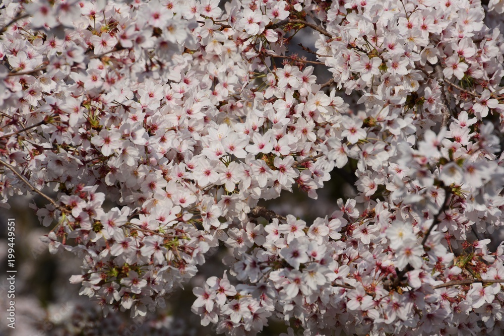 Cherry blossoms background and texture Cherry blossoms background and texture