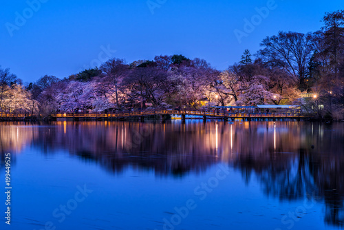 Fototapeta Naklejka Na Ścianę i Meble -  桜咲く井の頭池の夜景