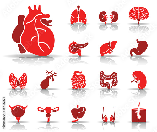 Der Mensch - Organe Iconset (Rot) photo