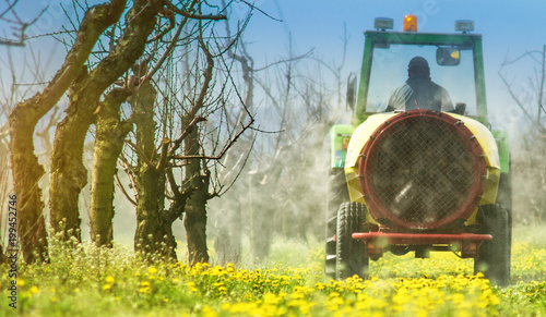 Tractor with atomizing sprayer spraying pesticides on apple trees in the early spring.  Dandelion field. photo