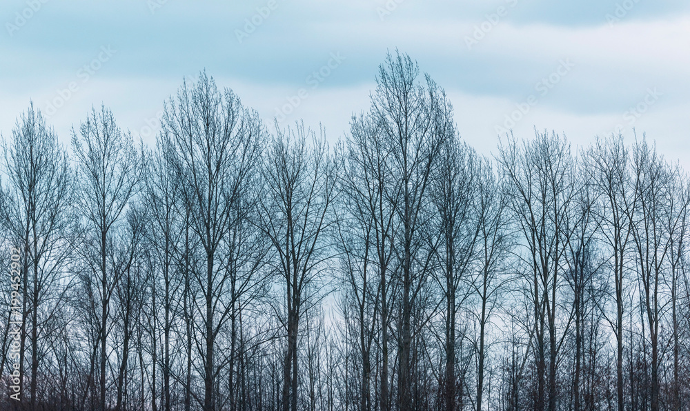 Fototapeta premium Wiersz nagie drzewa zimą pod zachmurzonym niebie.
