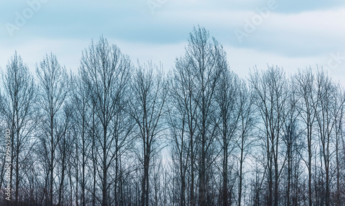 Row of bare winter trees under cloudy sky.