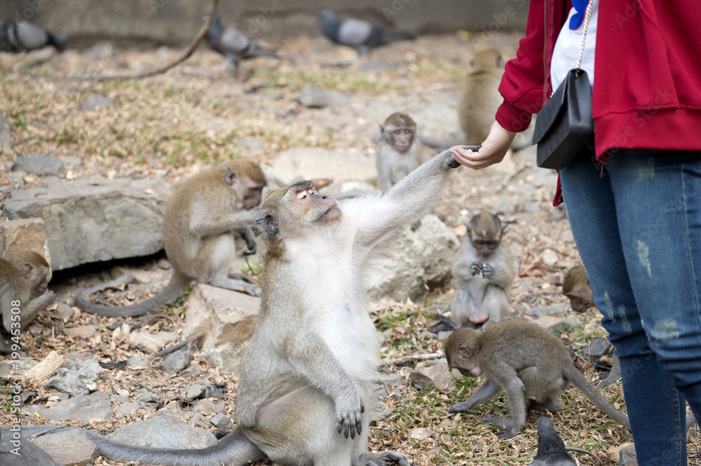 Fototapeta premium Monkeys waiting to receive food from the human have hope 