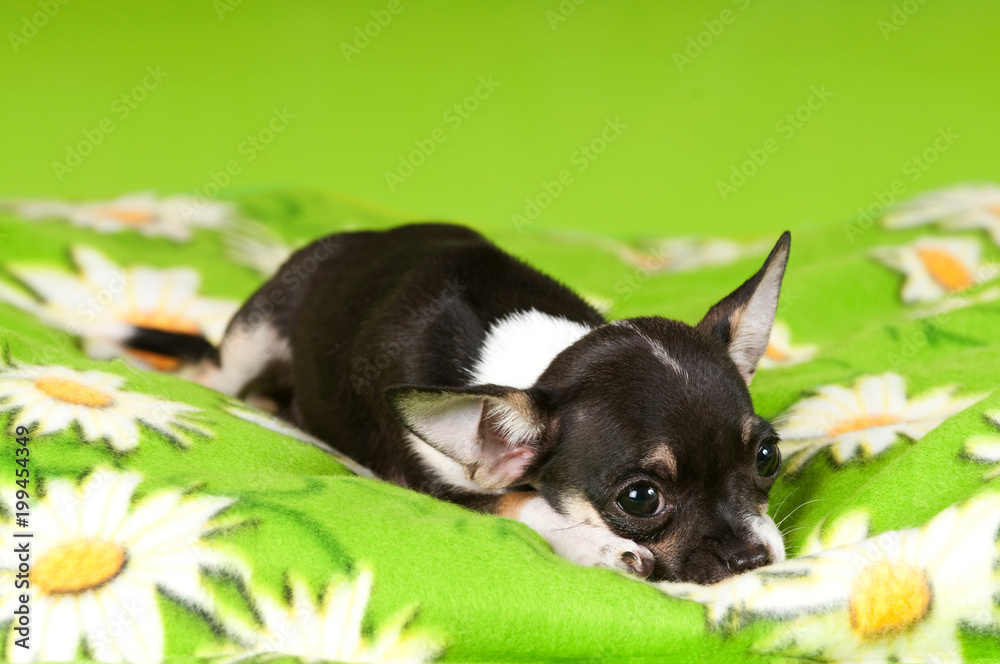 Chihuahua Welpe auf grüner Decke
