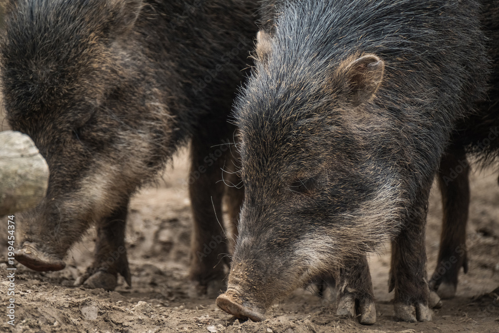 Close portrait of Collared Peccary (Pecari tajacu). Close portrait of Collared Peccary (Pecari tajacu).