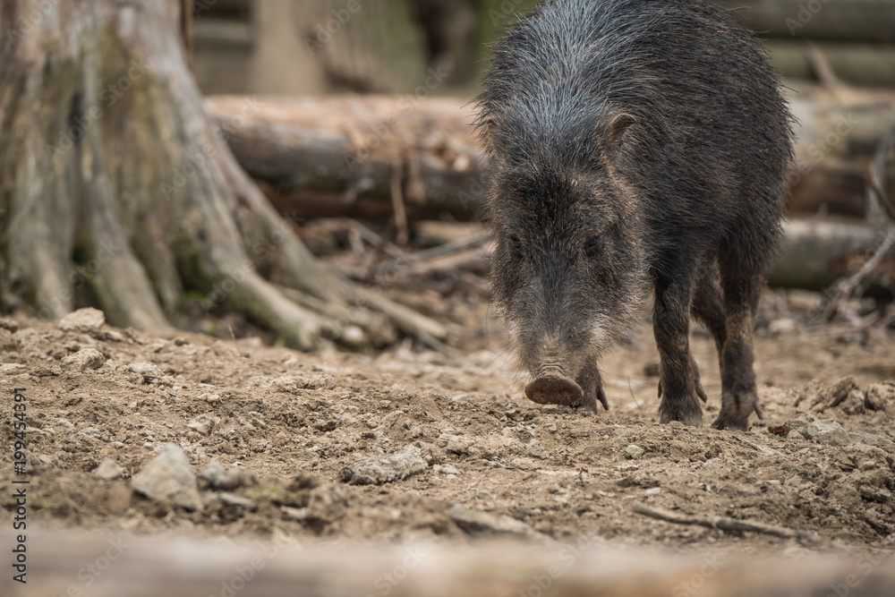 Close portrait of Collared Peccary (Pecari tajacu). Close portrait of Collared Peccary (Pecari tajacu).