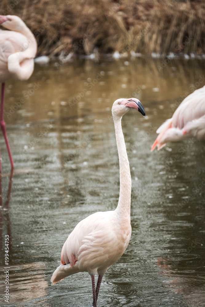 Fototapeta premium Close portrait of Flamingo Greater Flamingo / Phoenicopterus roseus.