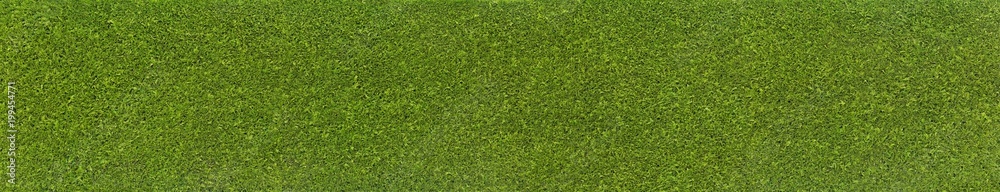 Gartenhecke, (Thuja Hecke) Gartenhecke, (Thuja Hecke)